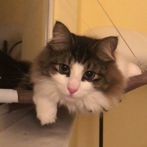 Meet your Posher, Mackenzie